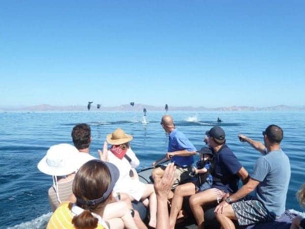 Safari Endeavour leaping dolphins