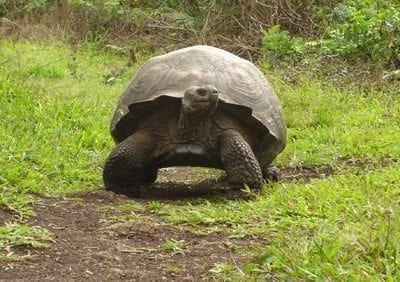 Galapagos Islands tortoise