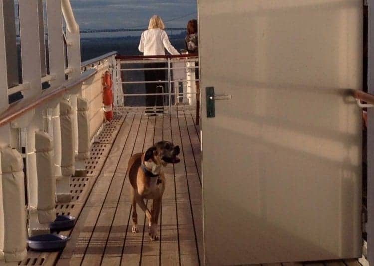 can dogs travel on queen mary 2