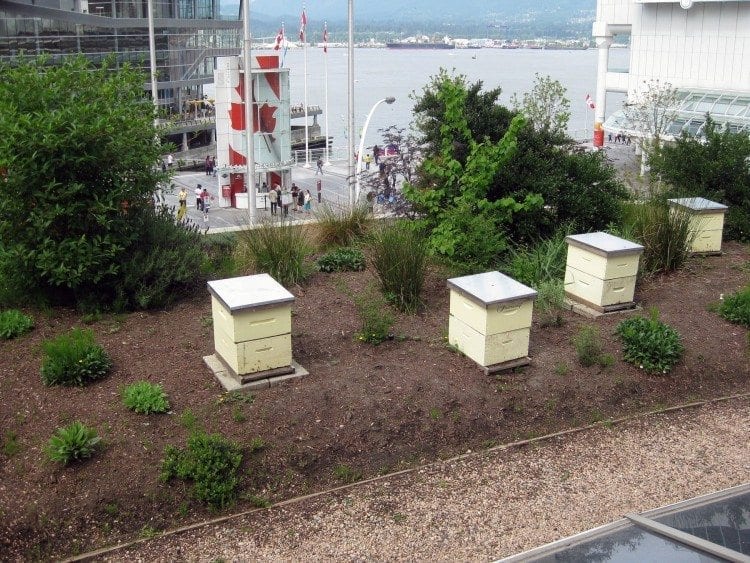 What to do in Vancouver in only two days, The 500,000 gentle honey bees on the Fairmont Waterfront Hotel rooftop. 