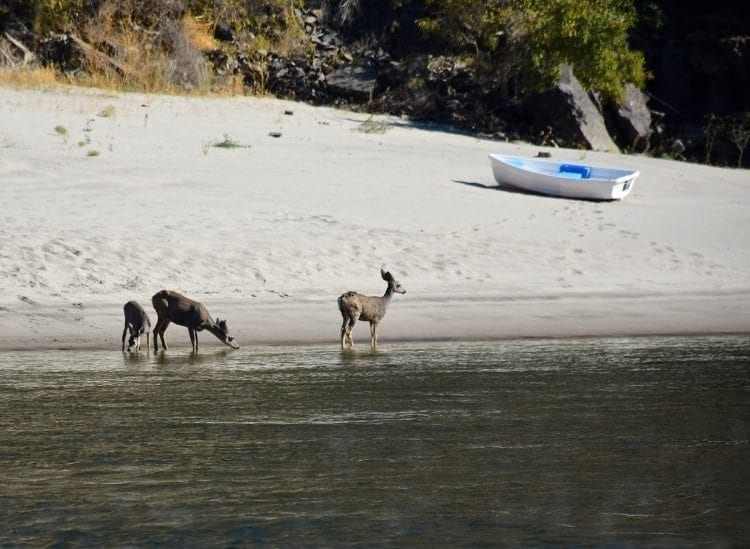 Deer along the Snake River in Hells Canyon