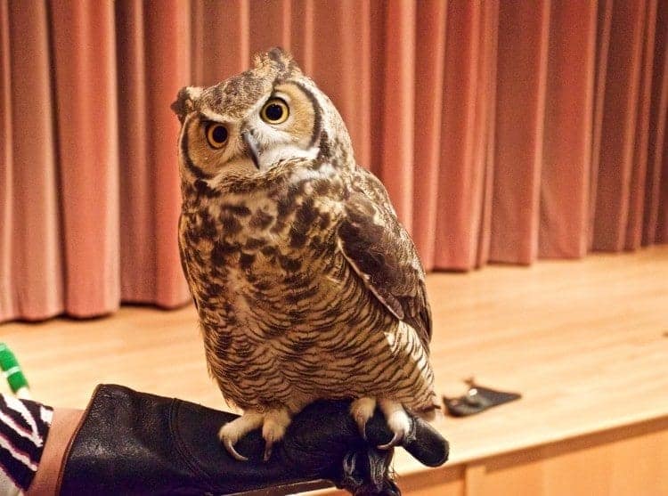 The Great Horned Owl was one of four raptors shown to our private Un-Cruise Adventures group.