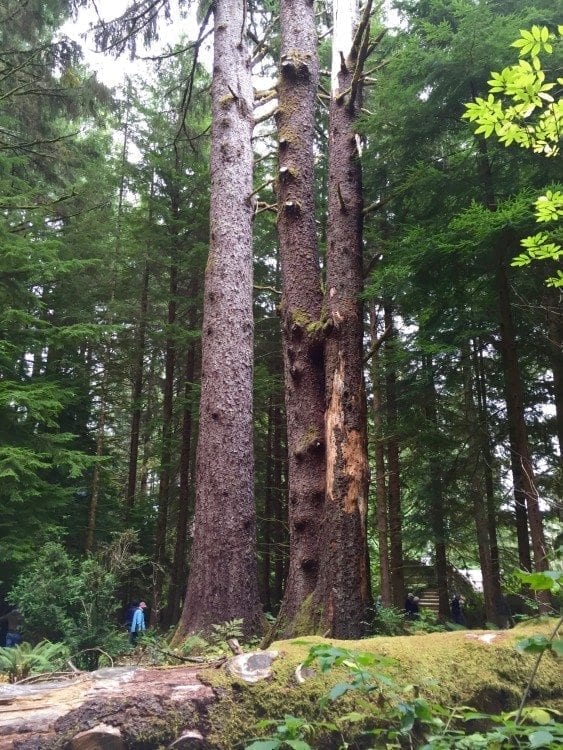 Sitka spruce can grow to 200' tall and some are 100 yrs old. 