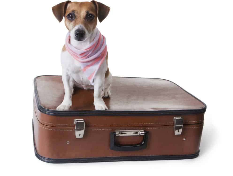 Small dogs and cats traveling with their owners are allowed on Amtrak.