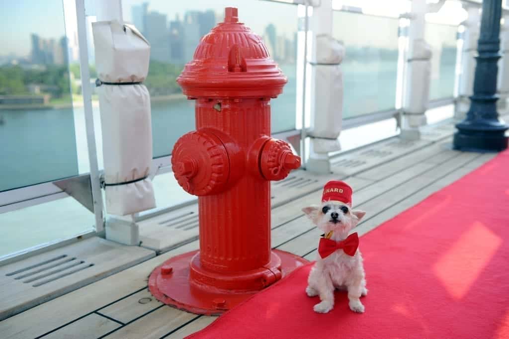 Ella Bean, a Yorkie mix, enjoys the remastered kennels. (Diane Bondareff/AP Images for Cunard)