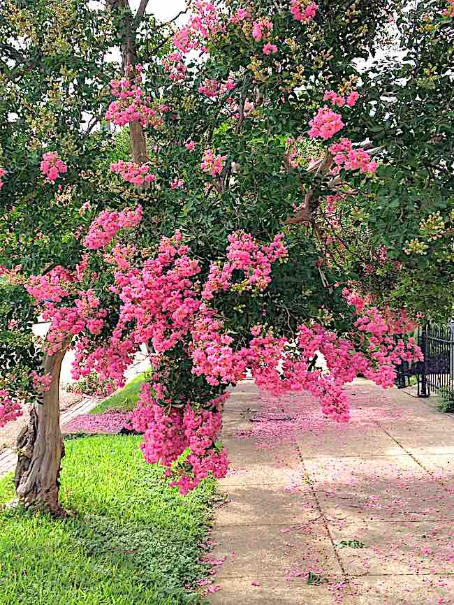 pink bougainvillea in downtown Natchez Mississippi