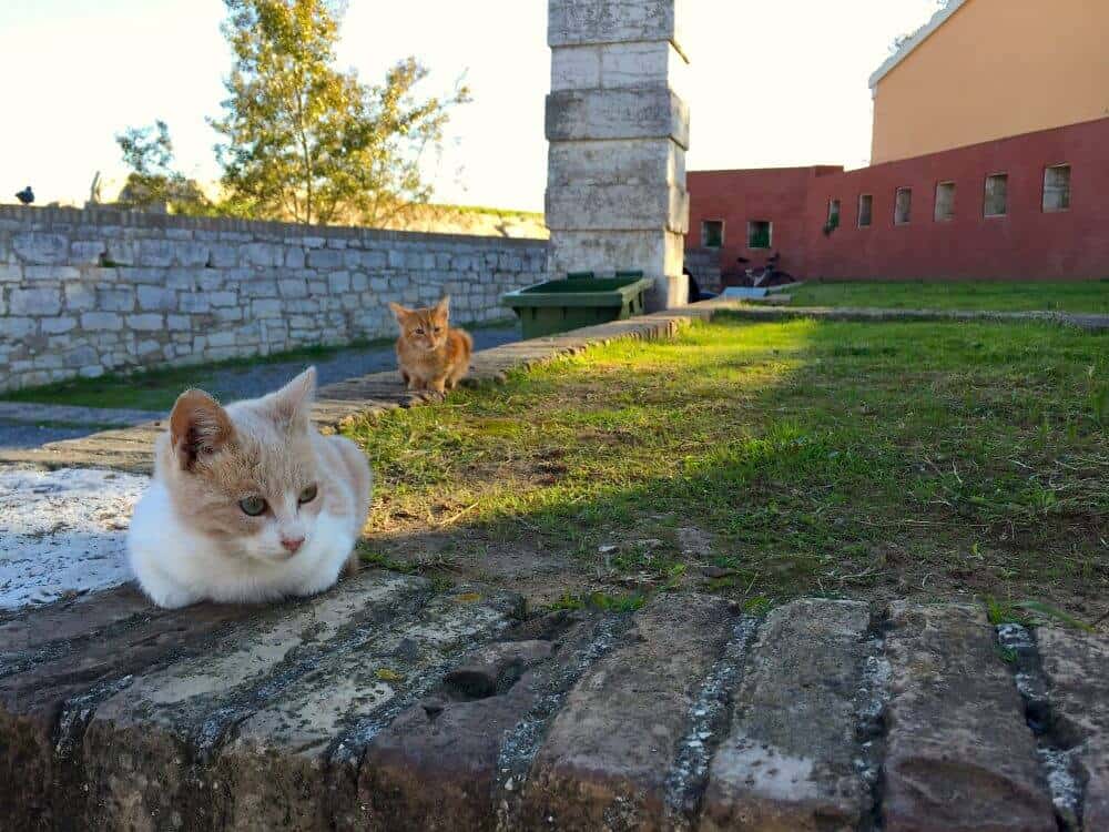 Corfu kittens at the Old Fortress entrance