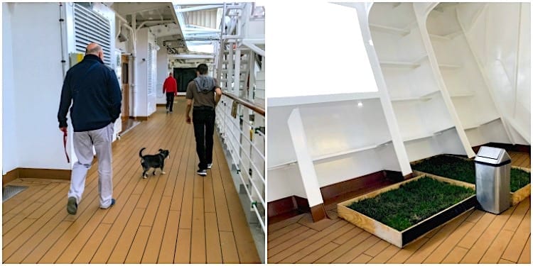 Dogs on cruise ships. This is Holland America's Koningsdam