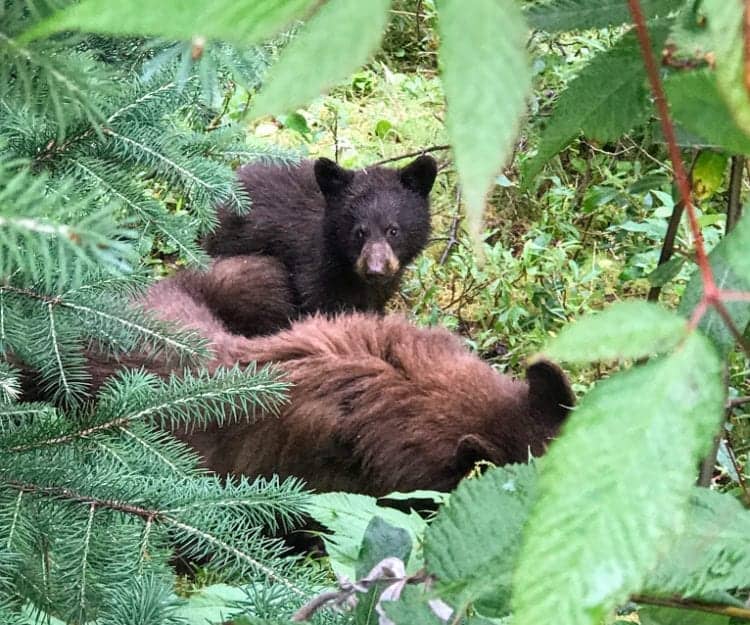 Brown Bear and cub in Mendenhall Glacier park