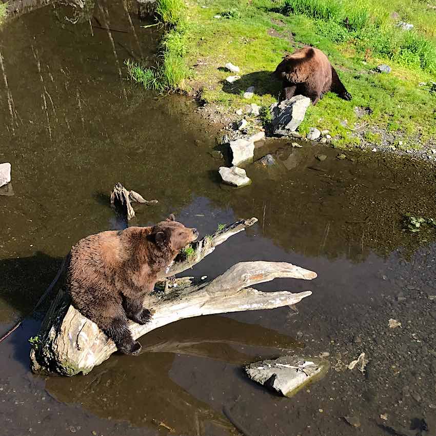 What to do in Sitka is to visit Fortress of the Bear rescue center