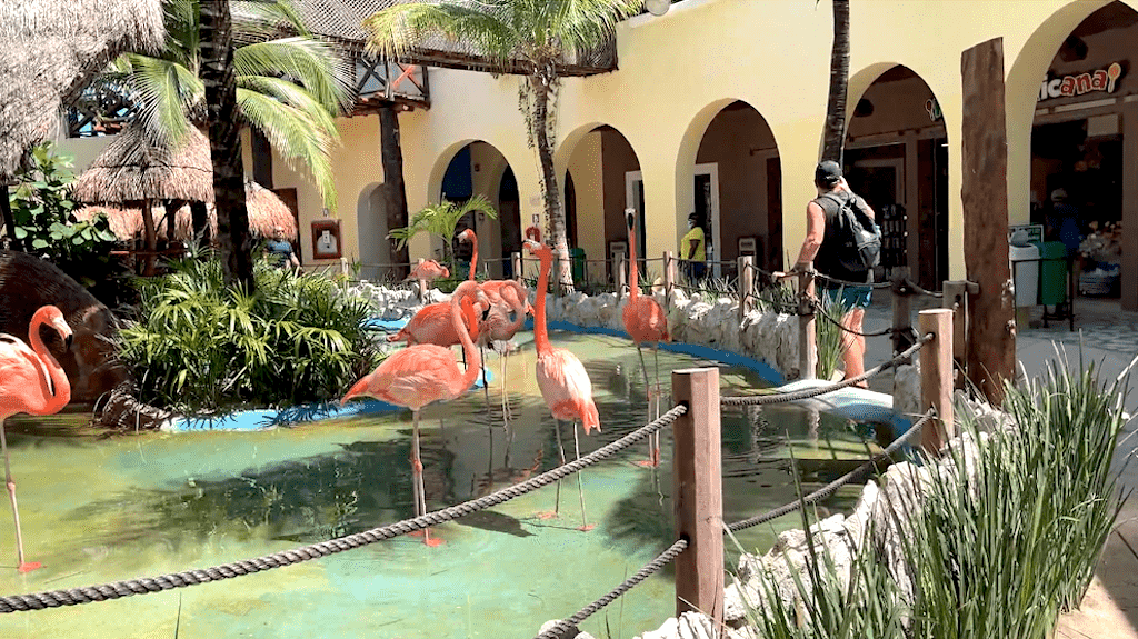 Flamingoes at the cruise port