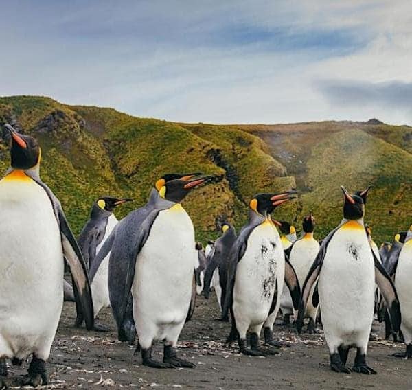 Quark Expeditions with Penguins on South Georgia Island