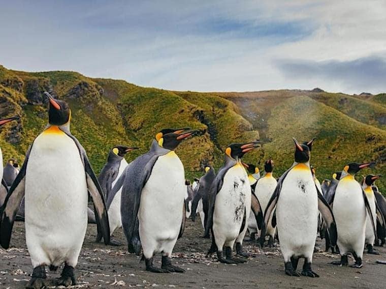 Quark Expeditions with Penguins on South Georgia Island