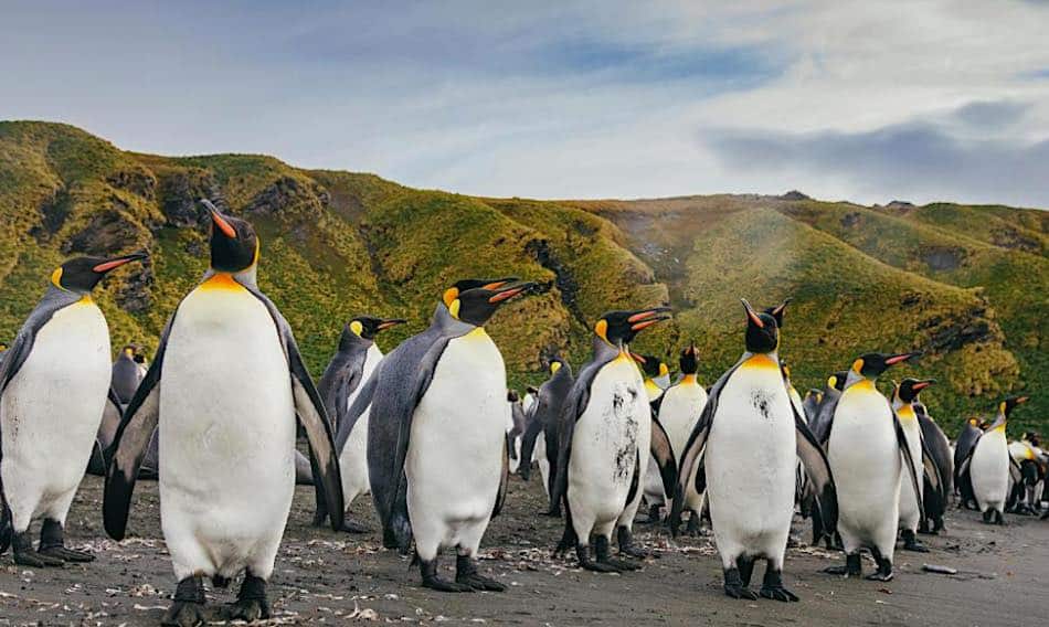 Quark Expeditions with Penguins on South Georgia Island