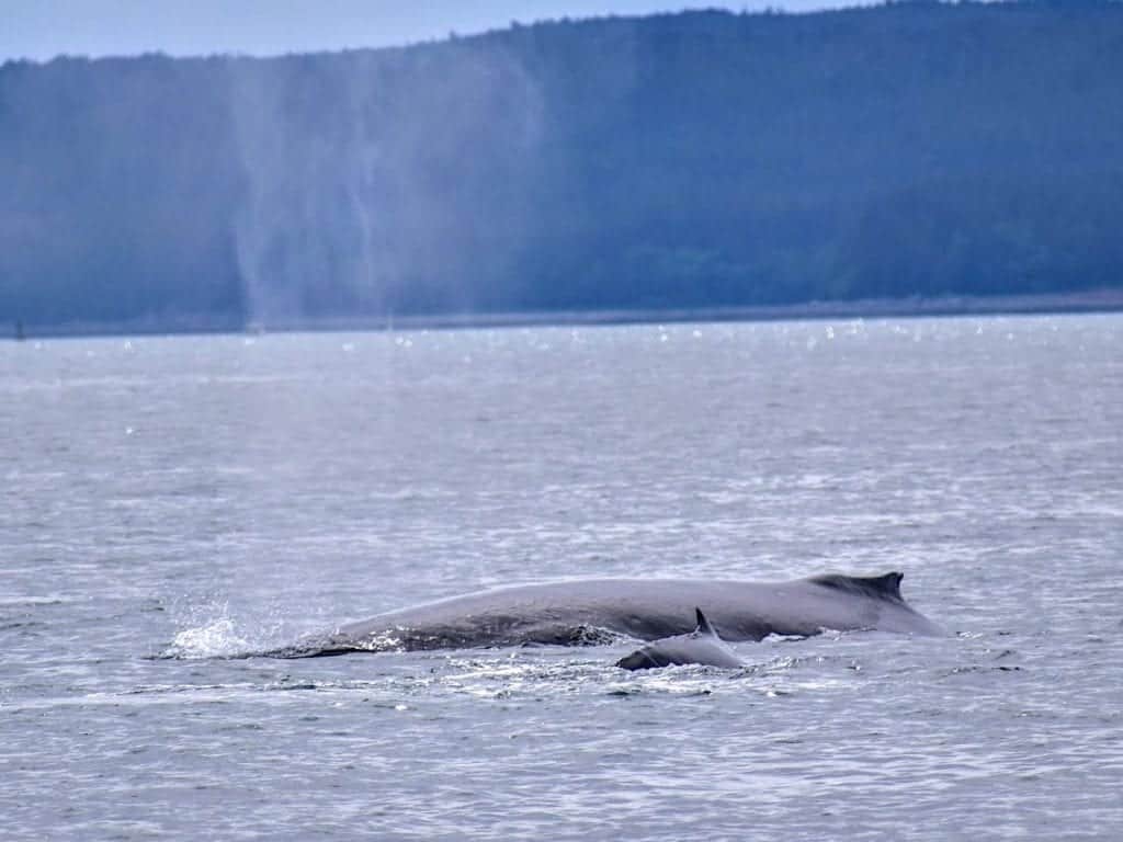 Mom and baby whale return to Alaska, swimming side by side.