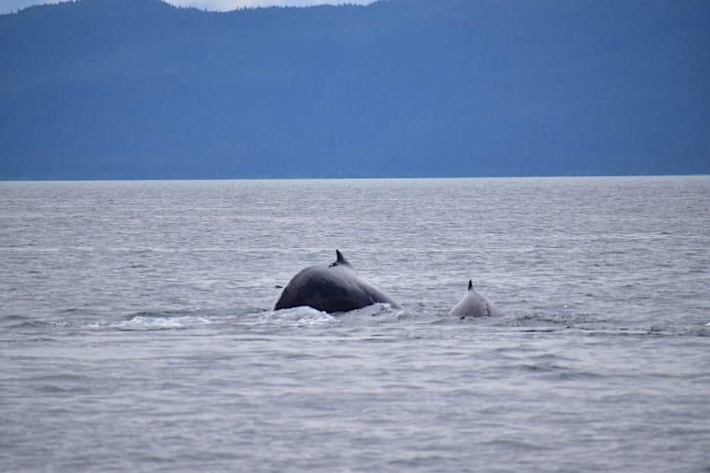 Mom and baby whales diving under the water.