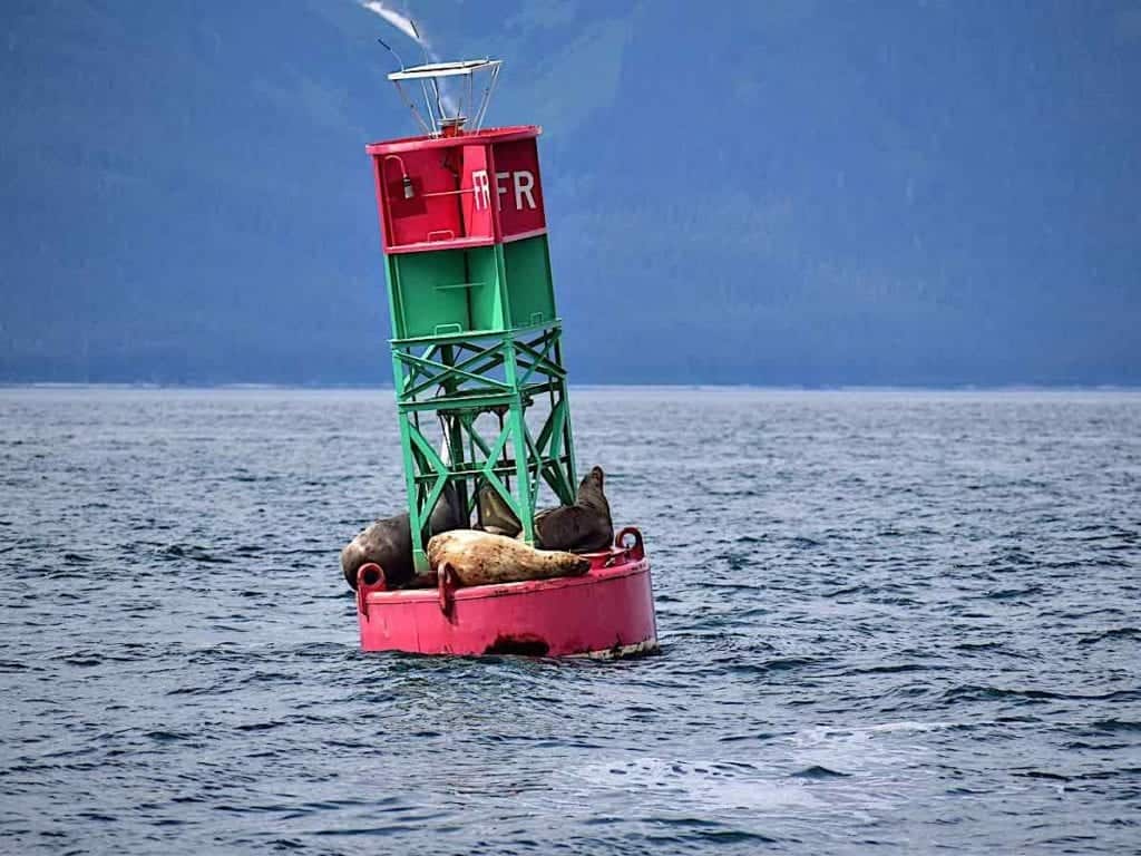 Seals basking on buoy near Juneau Alaska