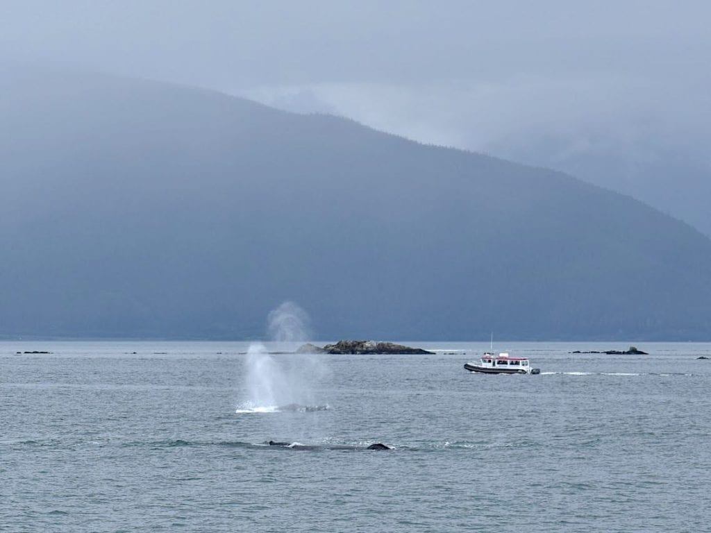 a pod of humpback whales seen on a whale watching shore excursion from Juneau Alaska.
