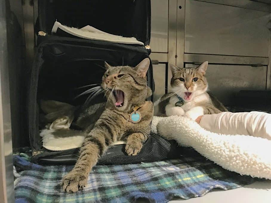 two cats yawning in a Queen Mary 2 kennel