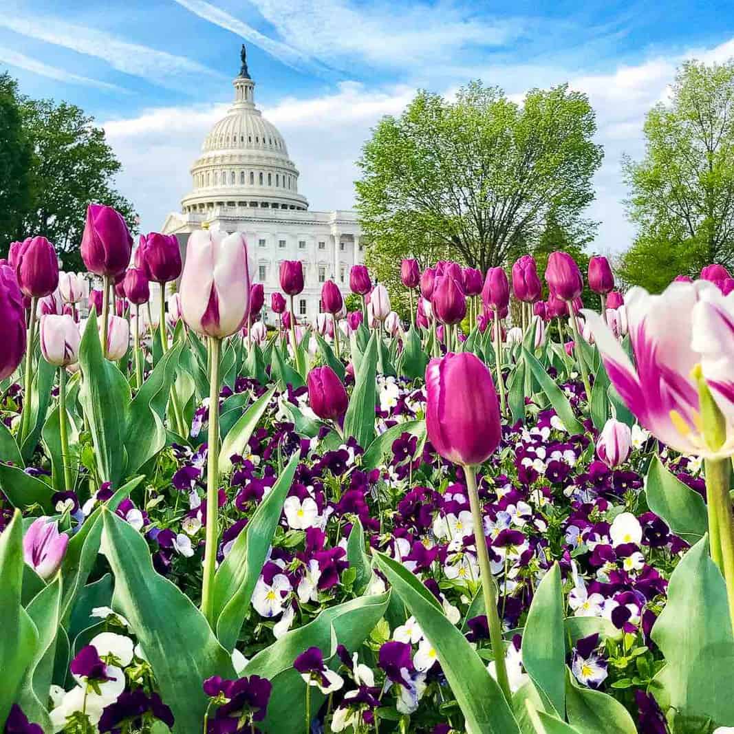 Cherry Blossoms and Tulips in Washington DC