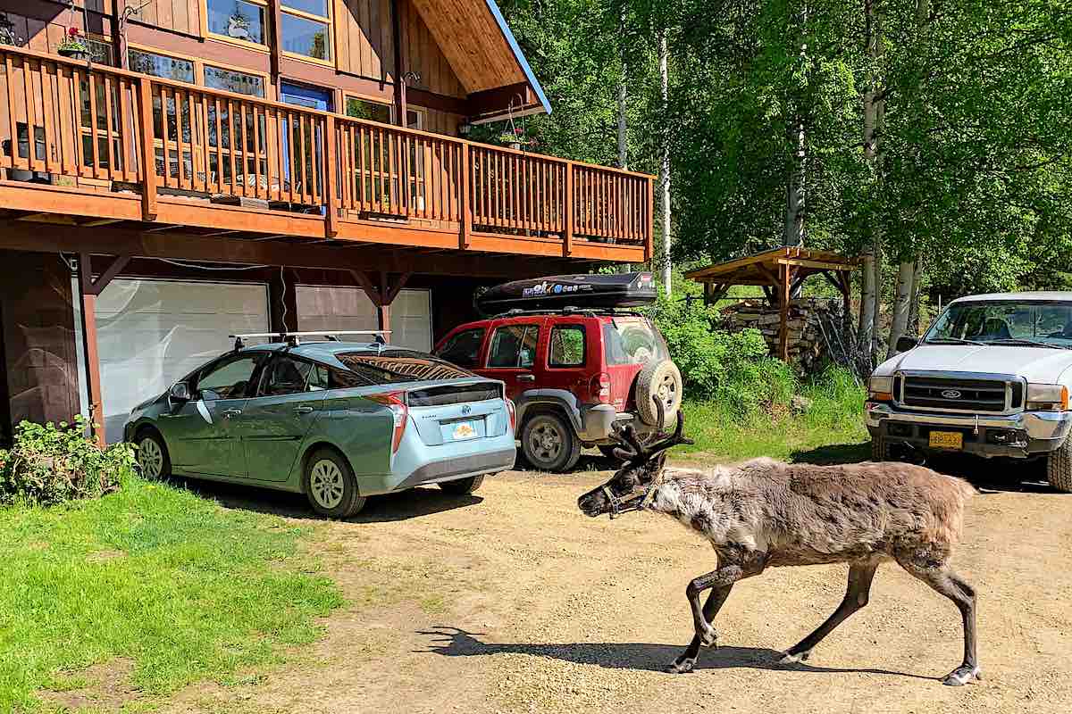 Reindeer in front of the guest house at the ranch near Fairbanks. 
