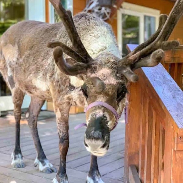 They’re All Famous at Running Reindeer Ranch in Alaska