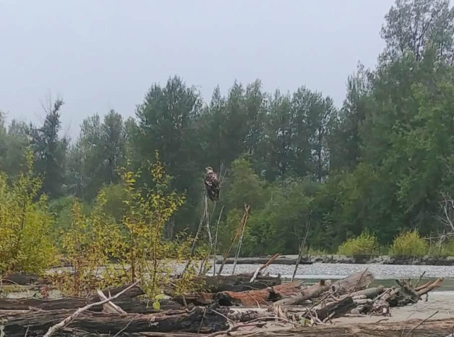 Juvenile bald eagle perched on a tree in the Bald Eagle Preserve.