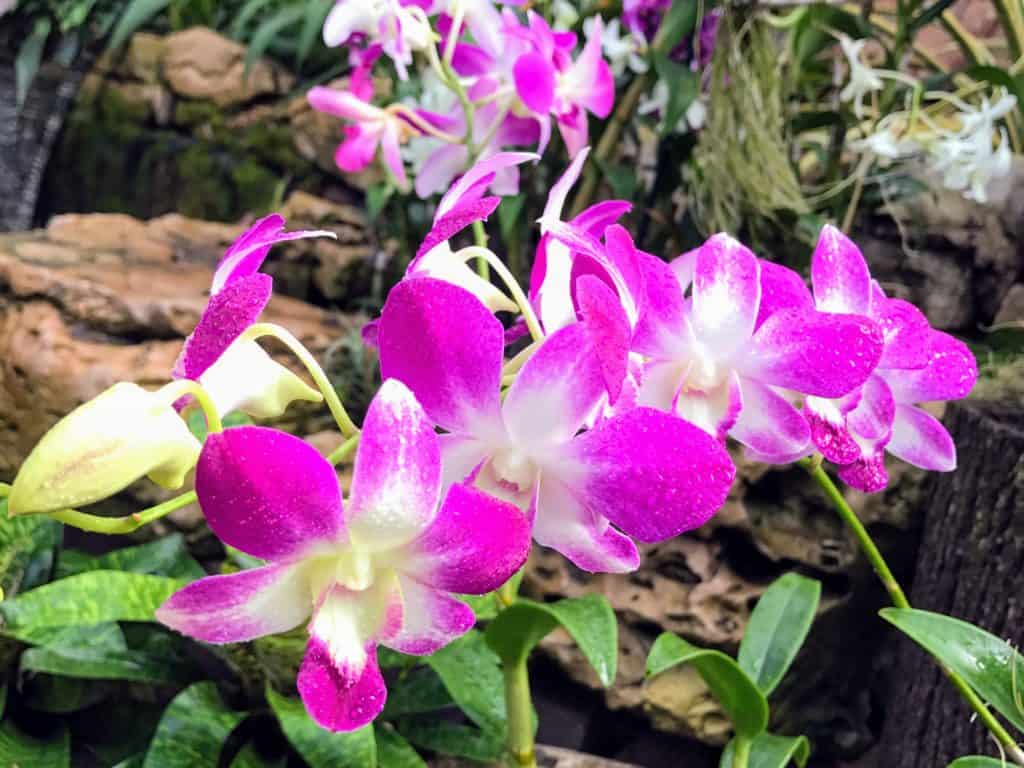 A spray of orchids at Phantsea Tropical Botanical Garden. 