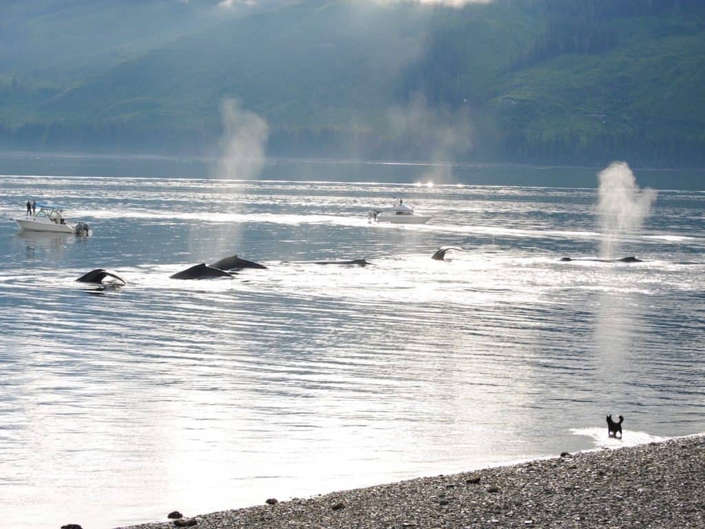 Whales near shore at Icy Strait Point