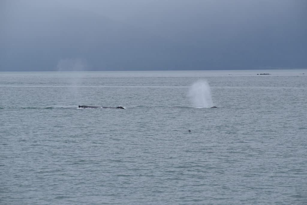 Whale blows seen while whale watching