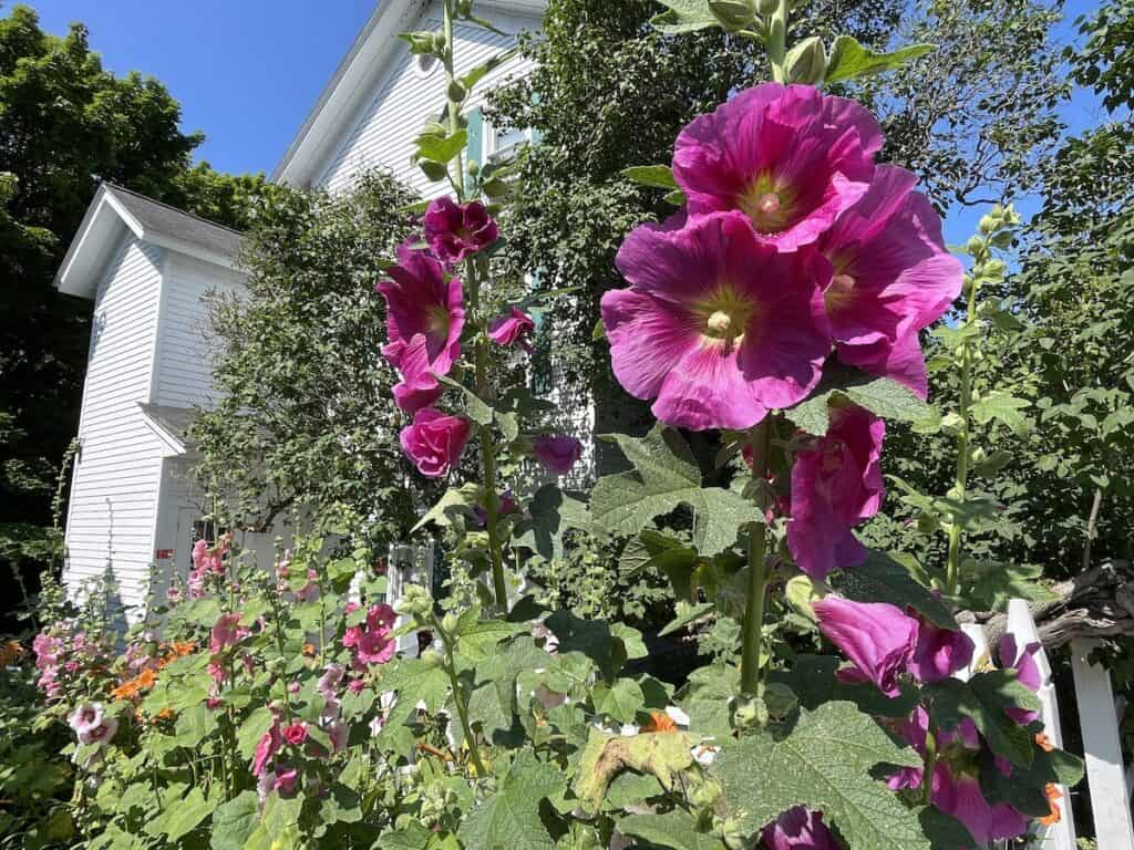 Colorful summer flowers on Mackinac Island.