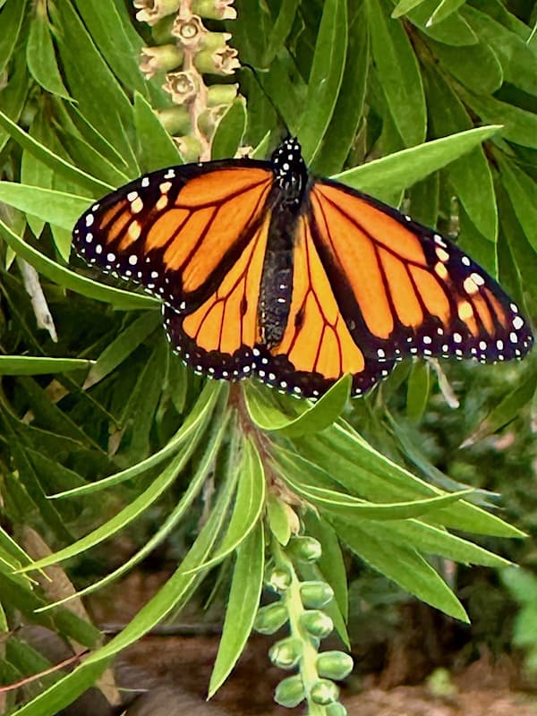 Monarch butterfly at Butterfly House Mackinac Island.