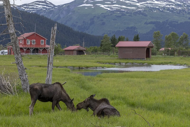Holland America Line Launches New Alaska Moose Wildlife Tour Shore Excursion