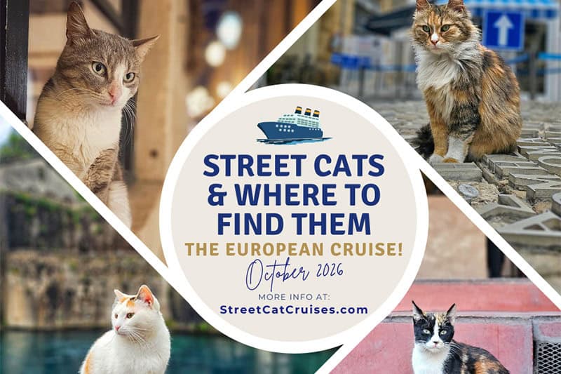 Street Cats Mediterranean Cruise 2025: Author-Hosted Literary Journey Through Historic Ports
