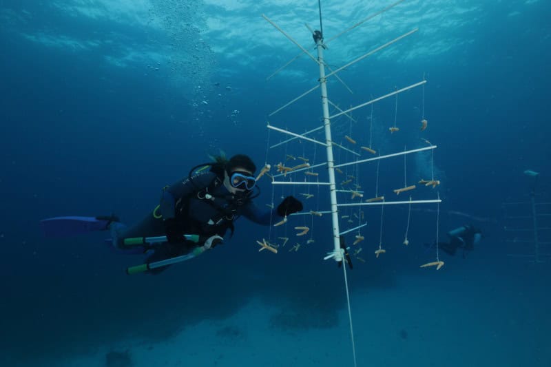 How MSC Certification Is Supporting Caribbean Reef Recovery