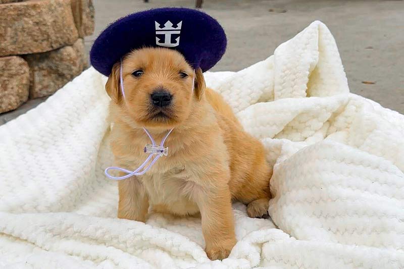 Royal Caribbean Appoints an Official Chief Dog Officer for Its Next Icon-Class Ship