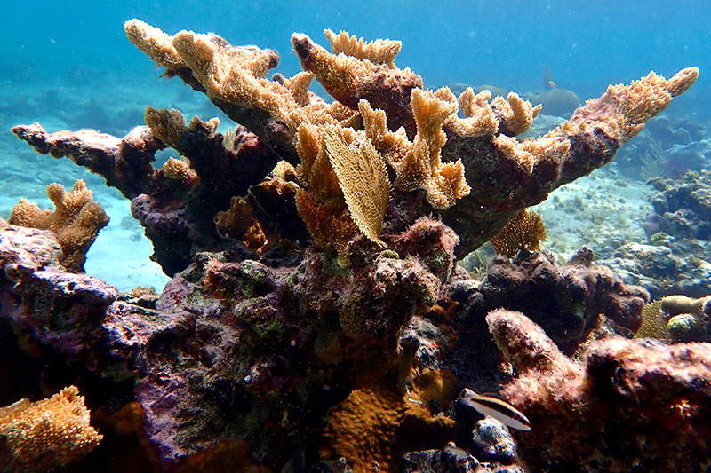MSC Showcases 2025 Status of Coral Reefs of the World Report